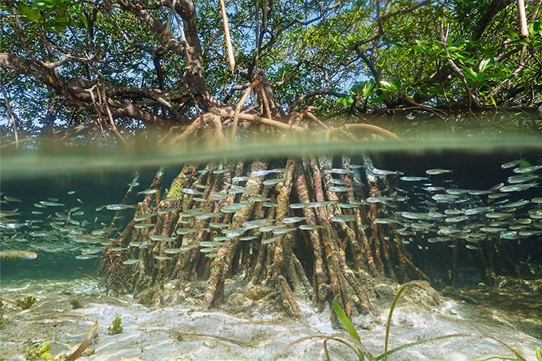 mangrove biome underwater