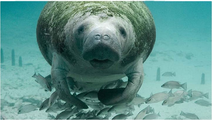underwater photo of manatee