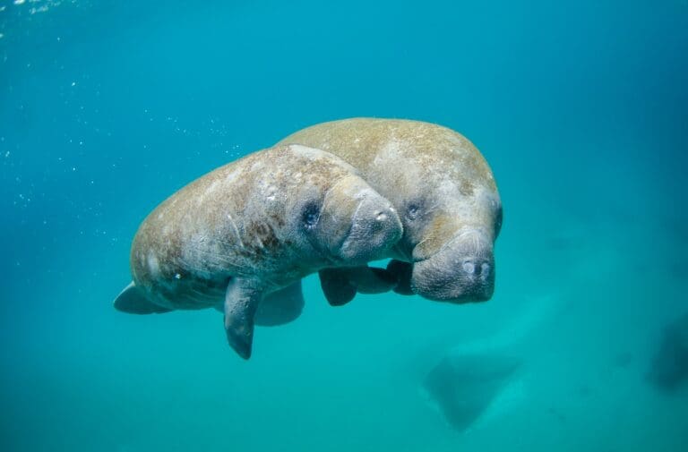 two manatees underwater cuddling, awww cute