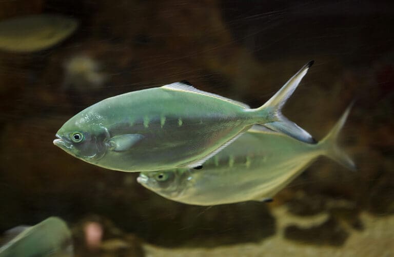 pair of pompano trachinotus ovatus marine fish