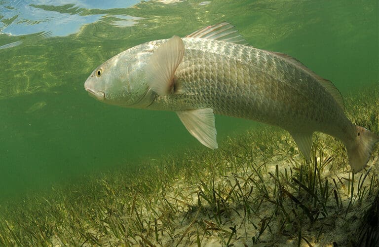 redfish swimming in the grass flats in the ocean