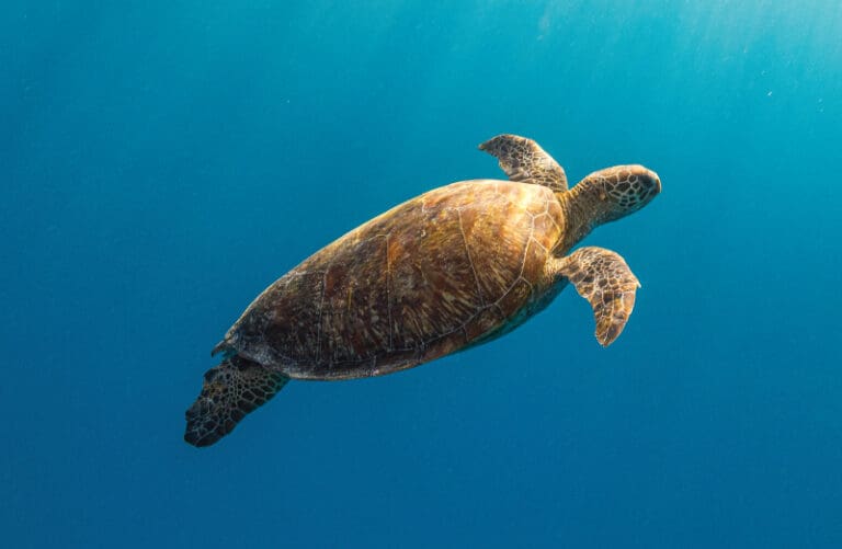 sea turtle swimming underwater